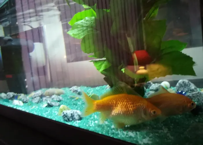 Hotel Du Globe 18 2*